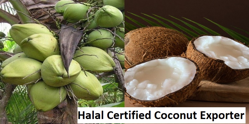 Halal Certified Coconut Exporter